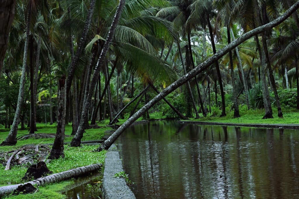 pexels-photo-17566150-17566150 Serene tropical setting in Kochi, India, showcasing dense palm trees and calm water reflections.